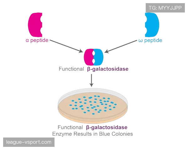 奥利塞与帕尔默的成长路径差异：谁的培养价值更高？